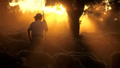 26 Bible Verses for Farmers
