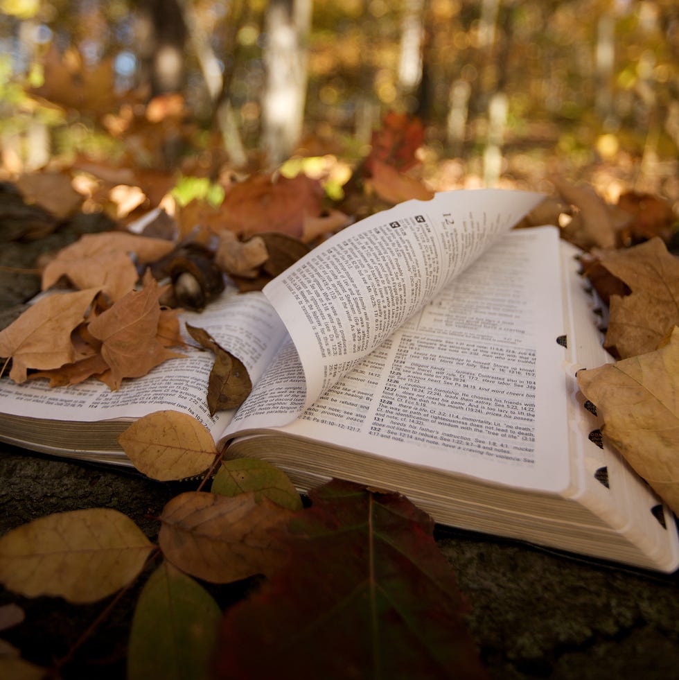 a bible in a fall wooded setting
