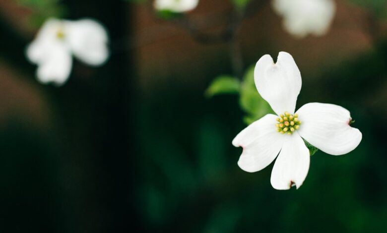 Lessons from a Crooked Tree — Grand Canyon Synod of the ELCA